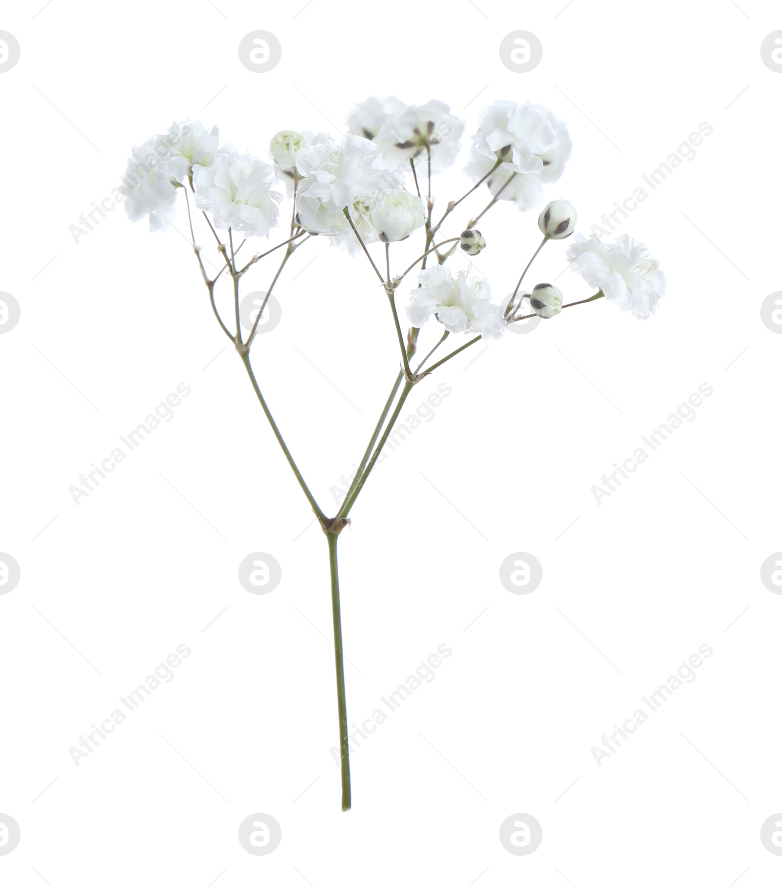 Beautiful delicate gypsophila flower on white background Photo of Beautiful delicate gypsophila flower on white background