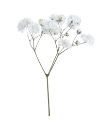 Photo of Beautiful delicate gypsophila flower on white background