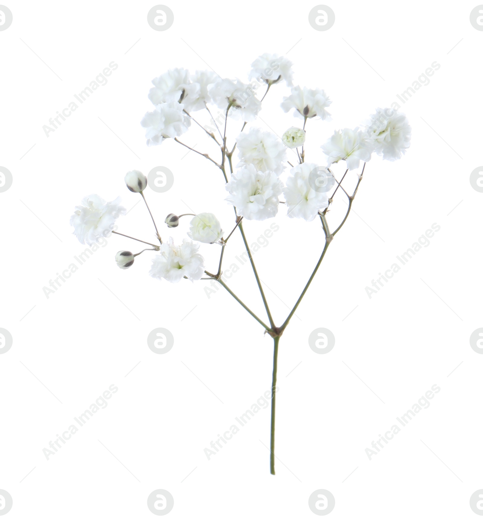 Beautiful delicate gypsophila flower on white background Photo of Beautiful delicate gypsophila flower on white background