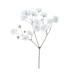 Photo of Beautiful delicate gypsophila flower on white background