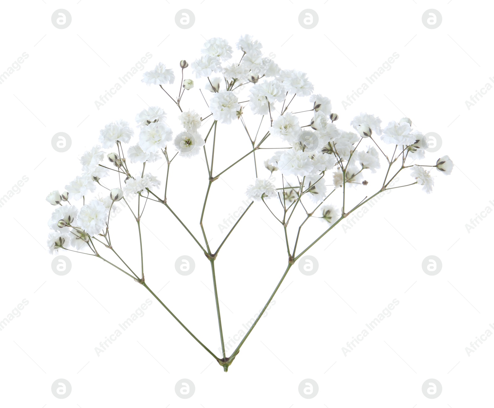 Beautiful delicate gypsophila flower on white background Photo of Beautiful delicate gypsophila flower on white background