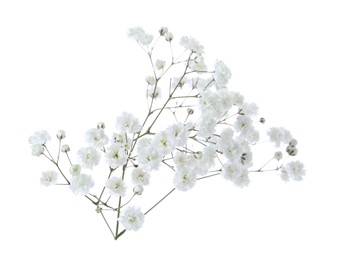 Photo of Beautiful delicate gypsophila flower on white background