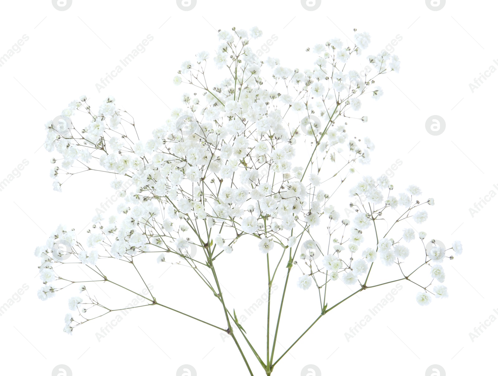 Beautiful delicate gypsophila flowers on white background Photo of Beautiful delicate gypsophila flowers on white background