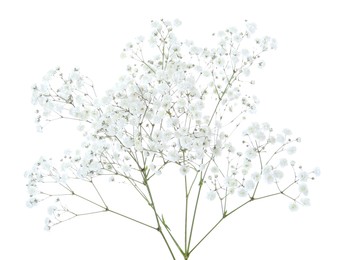 Photo of Beautiful delicate gypsophila flowers on white background