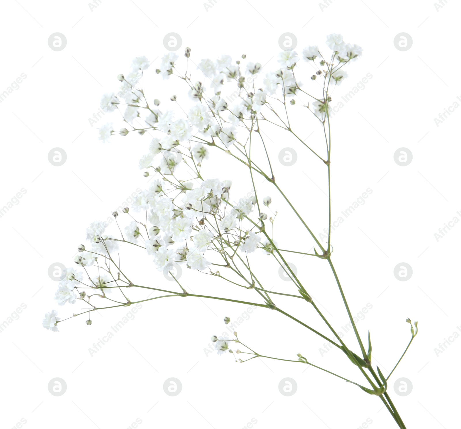 Beautiful delicate gypsophila flowers on white background Photo of Beautiful delicate gypsophila flowers on white background