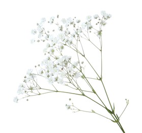 Photo of Beautiful delicate gypsophila flowers on white background
