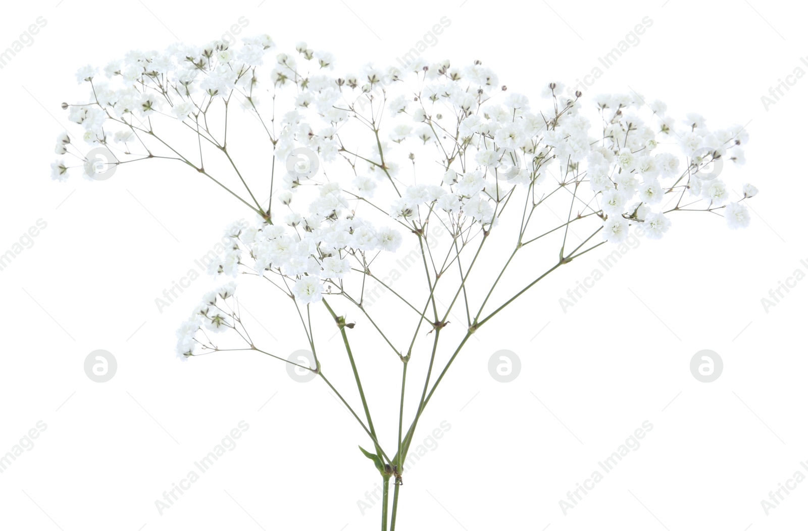 Beautiful delicate gypsophila flowers on white background Photo of Beautiful delicate gypsophila flowers on white background