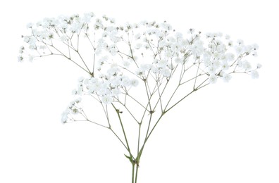 Photo of Beautiful delicate gypsophila flowers on white background