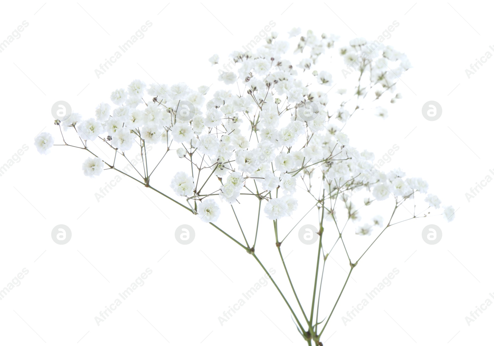 Beautiful delicate gypsophila flowers on white background Photo of Beautiful delicate gypsophila flowers on white background