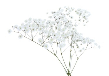 Photo of Beautiful delicate gypsophila flowers on white background