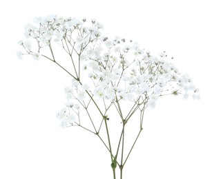 Photo of Beautiful delicate gypsophila flowers on white background