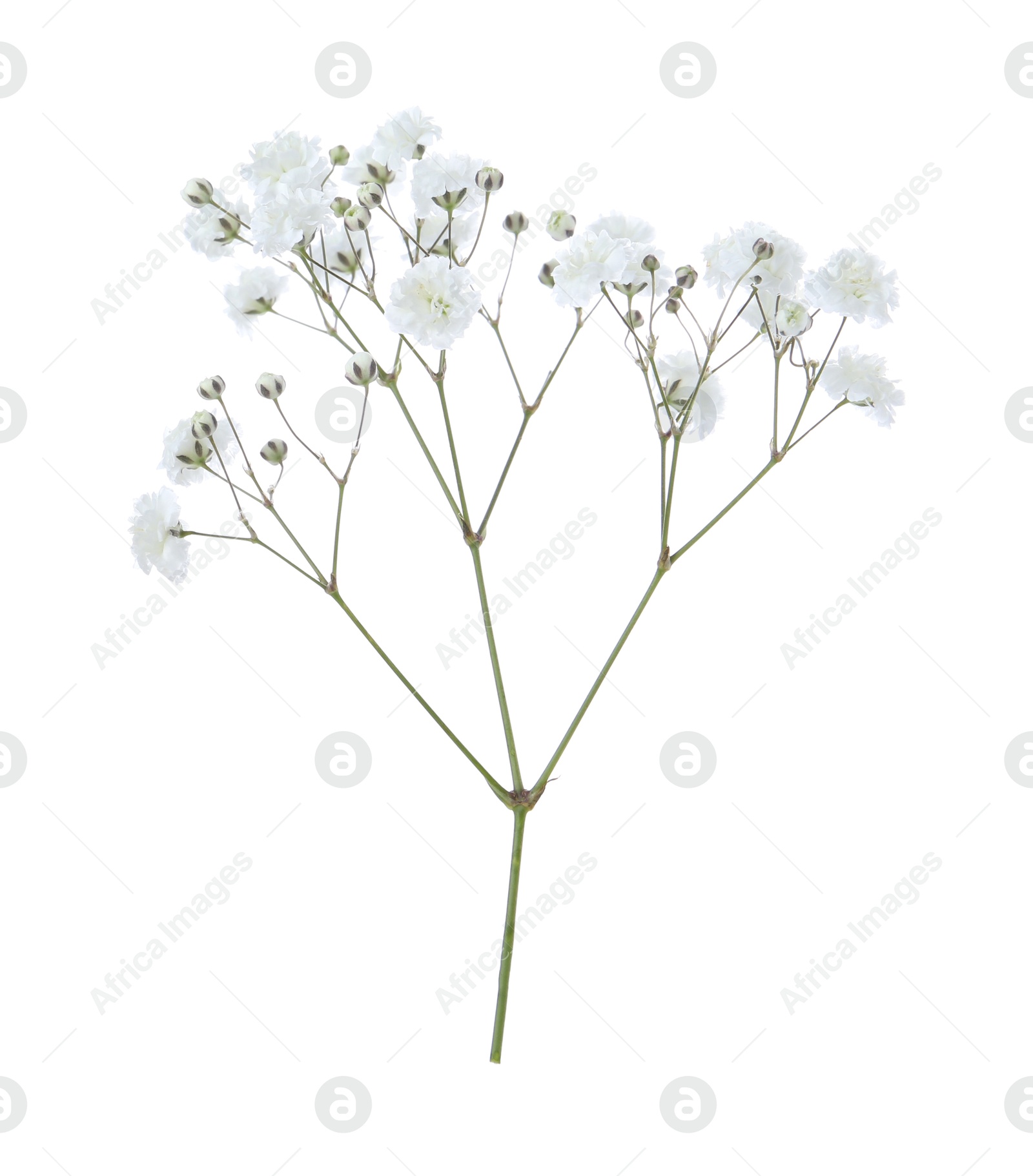 Beautiful delicate gypsophila flower on white background Photo of Beautiful delicate gypsophila flower on white background