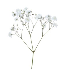 Photo of Beautiful delicate gypsophila flower on white background
