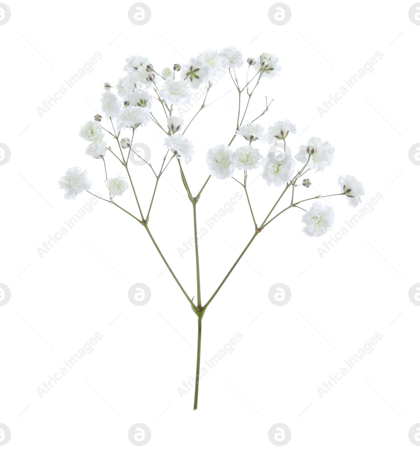 Beautiful delicate gypsophila flower on white background Photo of Beautiful delicate gypsophila flower on white background