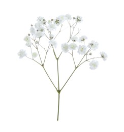 Photo of Beautiful delicate gypsophila flower on white background