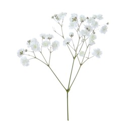 Photo of Beautiful delicate gypsophila flower on white background