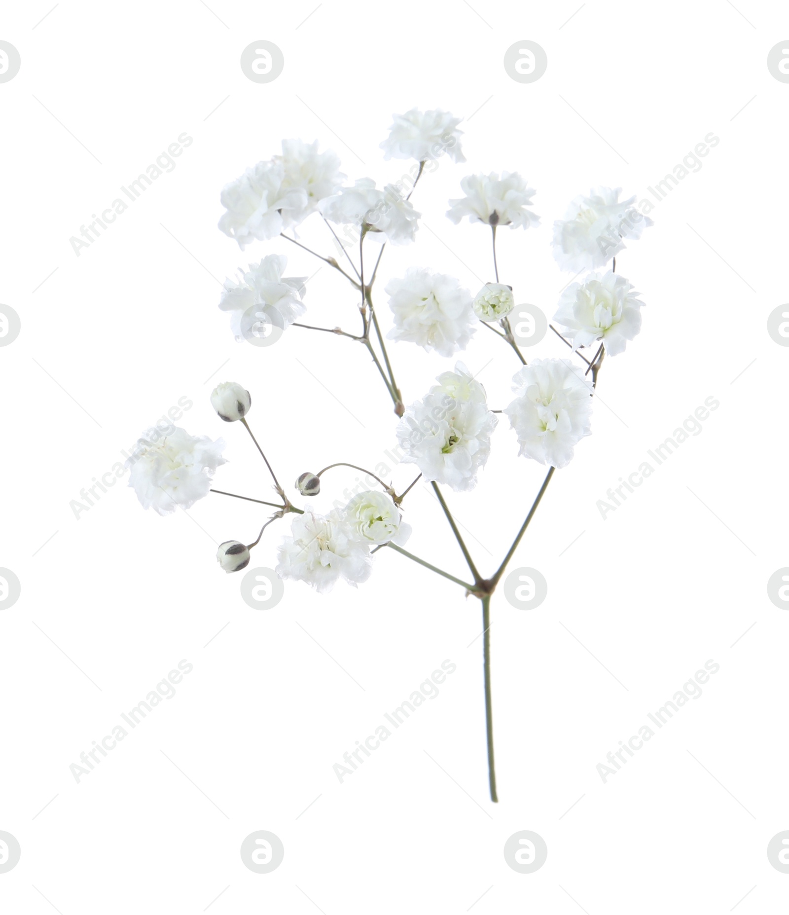 Beautiful delicate gypsophila flower on white background Photo of Beautiful delicate gypsophila flower on white background