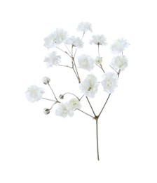 Photo of Beautiful delicate gypsophila flower on white background