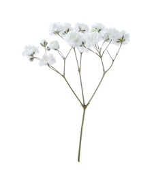 Photo of Beautiful delicate gypsophila flower on white background