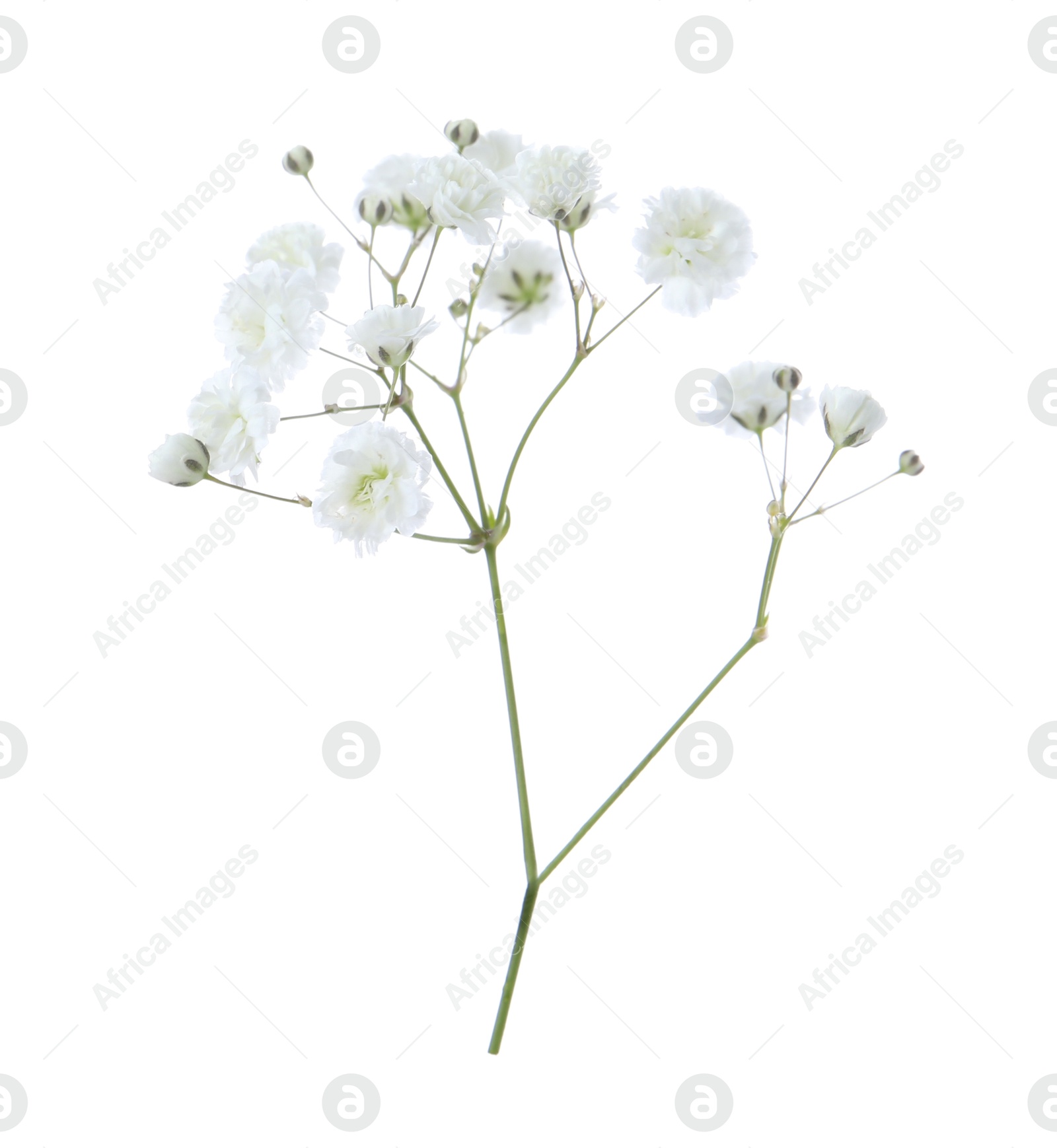 Beautiful delicate gypsophila flower on white background Photo of Beautiful delicate gypsophila flower on white background