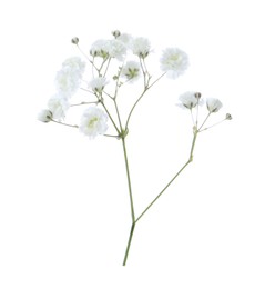 Photo of Beautiful delicate gypsophila flower on white background