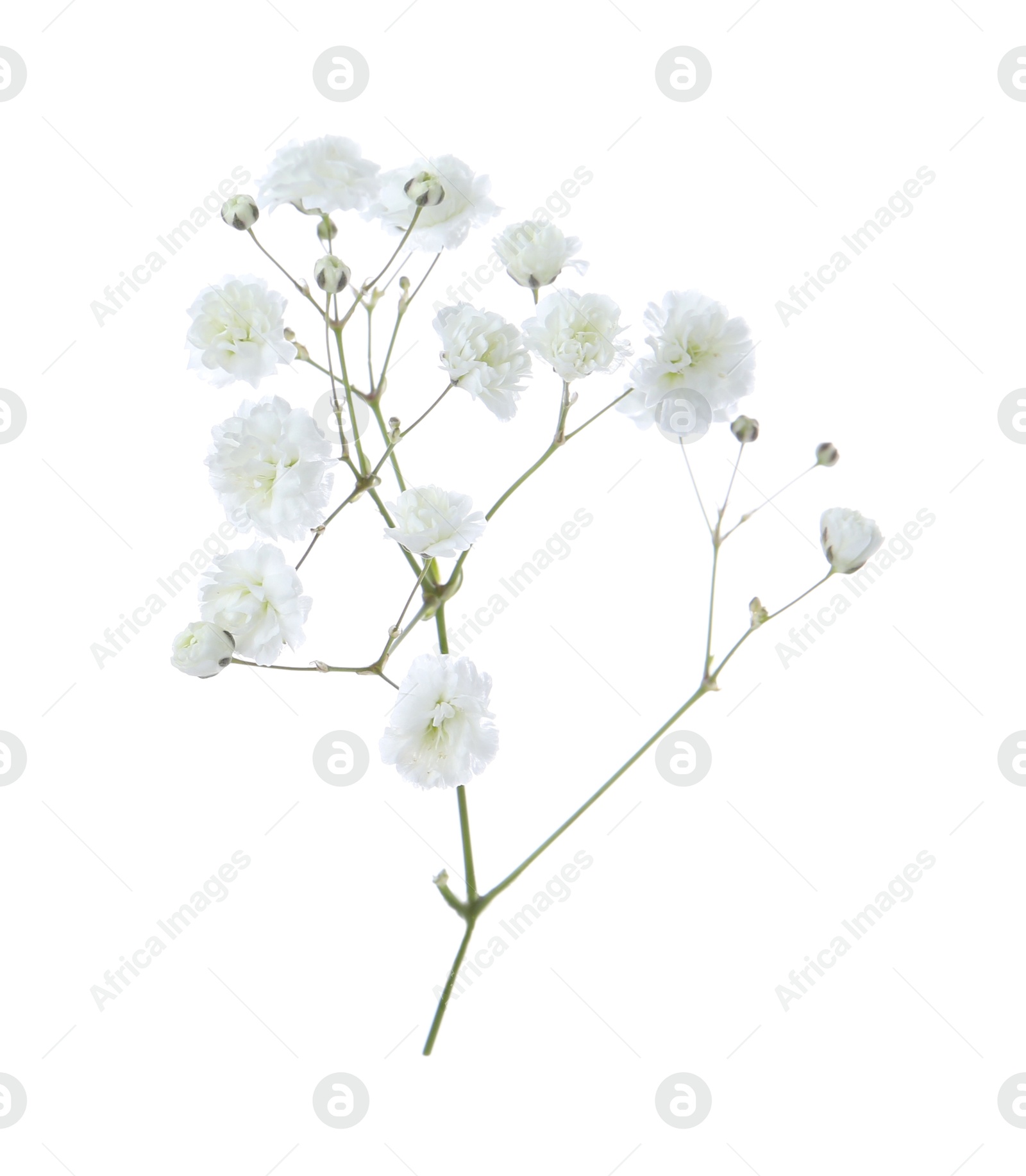 Beautiful delicate gypsophila flower on white background Photo of Beautiful delicate gypsophila flower on white background