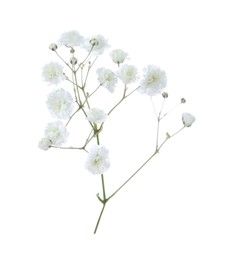 Photo of Beautiful delicate gypsophila flower on white background