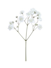 Photo of Beautiful delicate gypsophila flower on white background