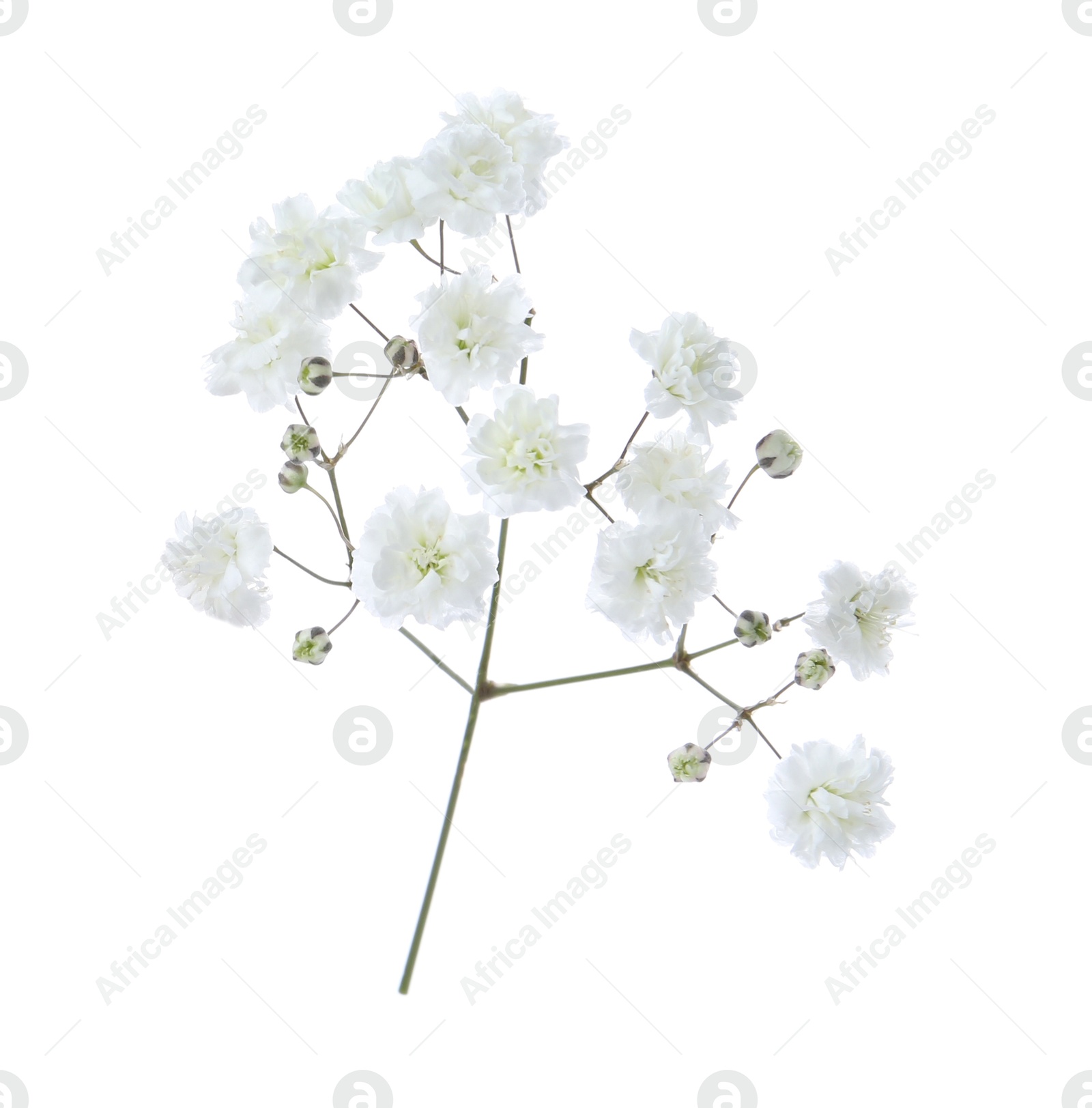 Beautiful delicate gypsophila flower on white background Photo of Beautiful delicate gypsophila flower on white background