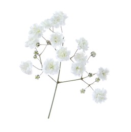 Photo of Beautiful delicate gypsophila flower on white background