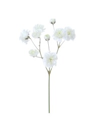 Photo of Beautiful delicate gypsophila flower on white background