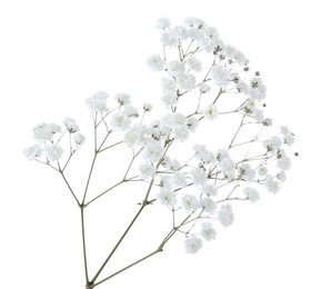 Photo of Beautiful delicate gypsophila flower on white background