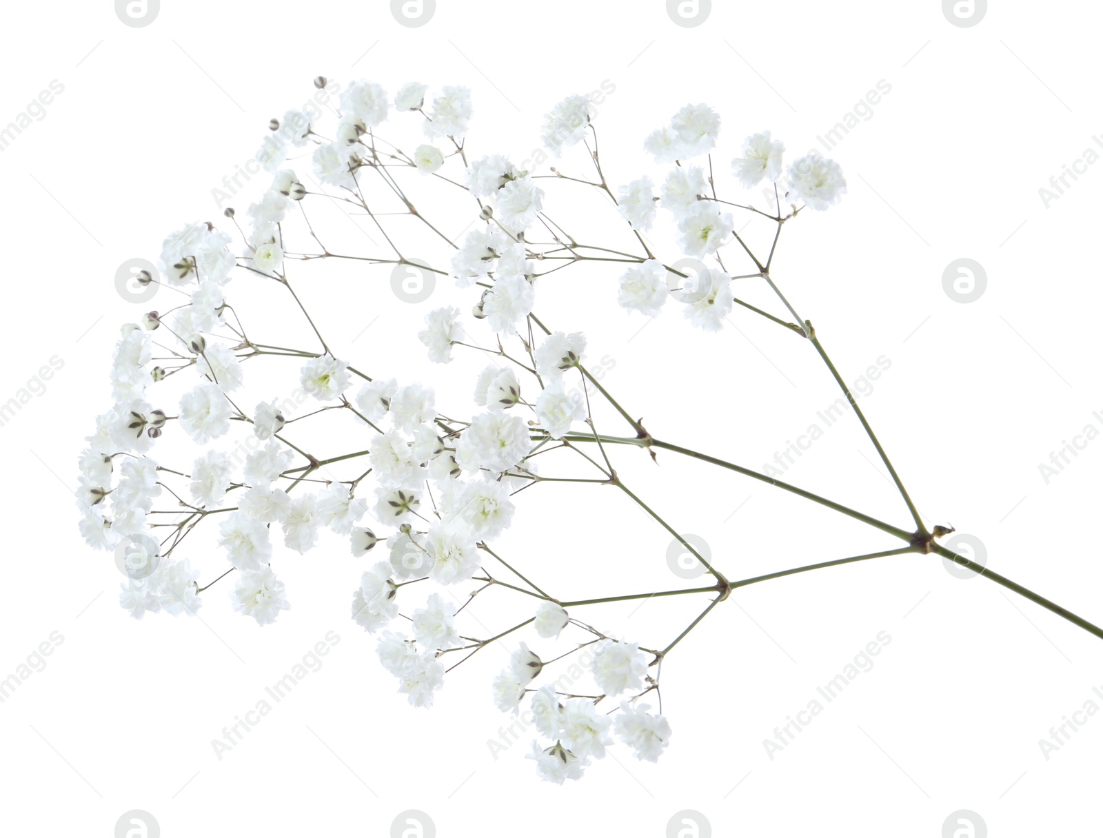 Beautiful delicate gypsophila flower on white background Photo of Beautiful delicate gypsophila flower on white background