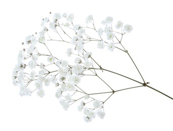 Photo of Beautiful delicate gypsophila flower on white background