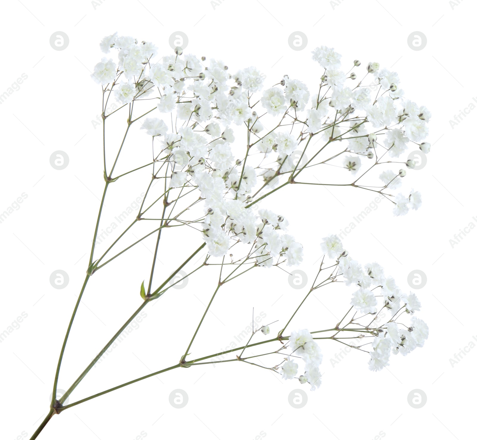 Beautiful delicate gypsophila flower on white background Photo of Beautiful delicate gypsophila flower on white background