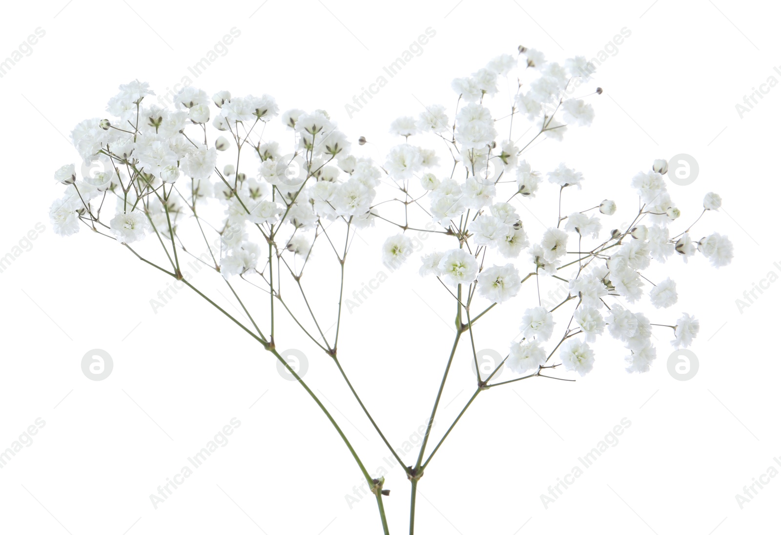 Beautiful delicate gypsophila flowers on white background Photo of Beautiful delicate gypsophila flowers on white background