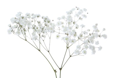 Photo of Beautiful delicate gypsophila flowers on white background