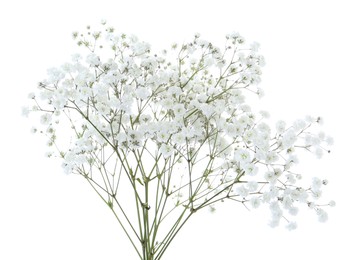 Photo of Beautiful delicate gypsophila flowers on white background
