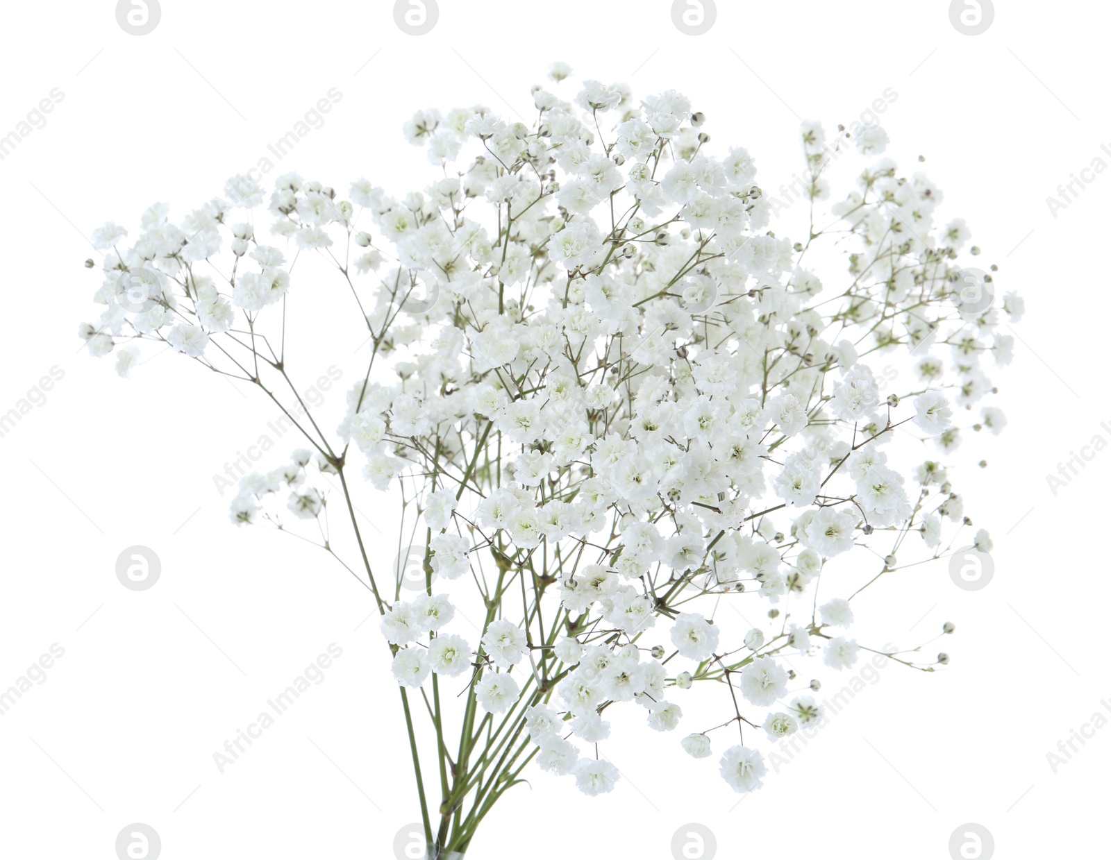 Beautiful delicate gypsophila flowers on white background Photo of Beautiful delicate gypsophila flowers on white background