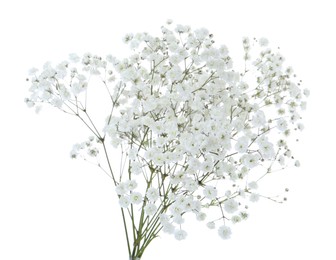 Photo of Beautiful delicate gypsophila flowers on white background