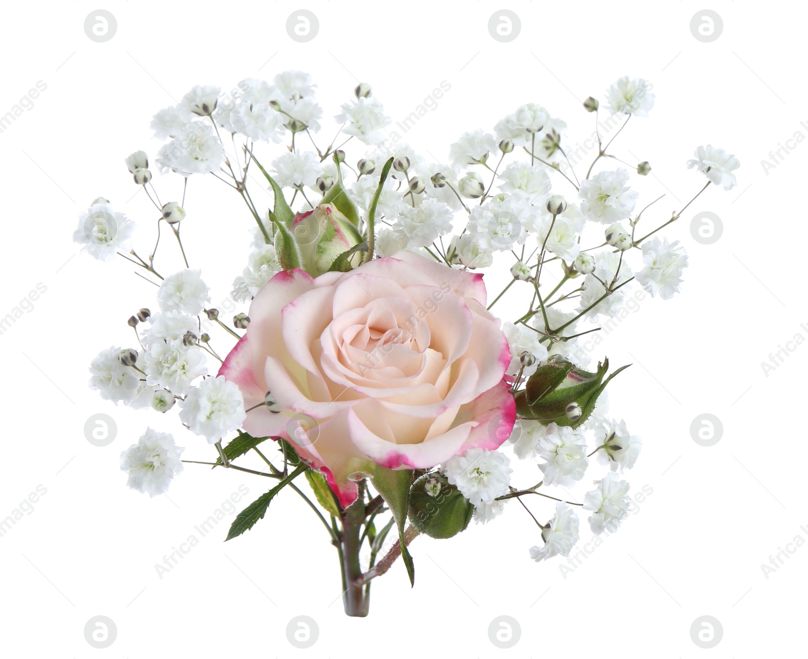 Bouquet with beautiful gypsophila and rose on white background Photo of Bouquet with beautiful gypsophila and rose on white background
