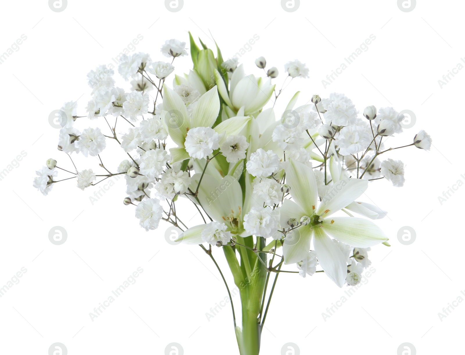 Bouquet with beautiful gypsophila and freesia on white background Photo of Bouquet with beautiful gypsophila and freesia on white background