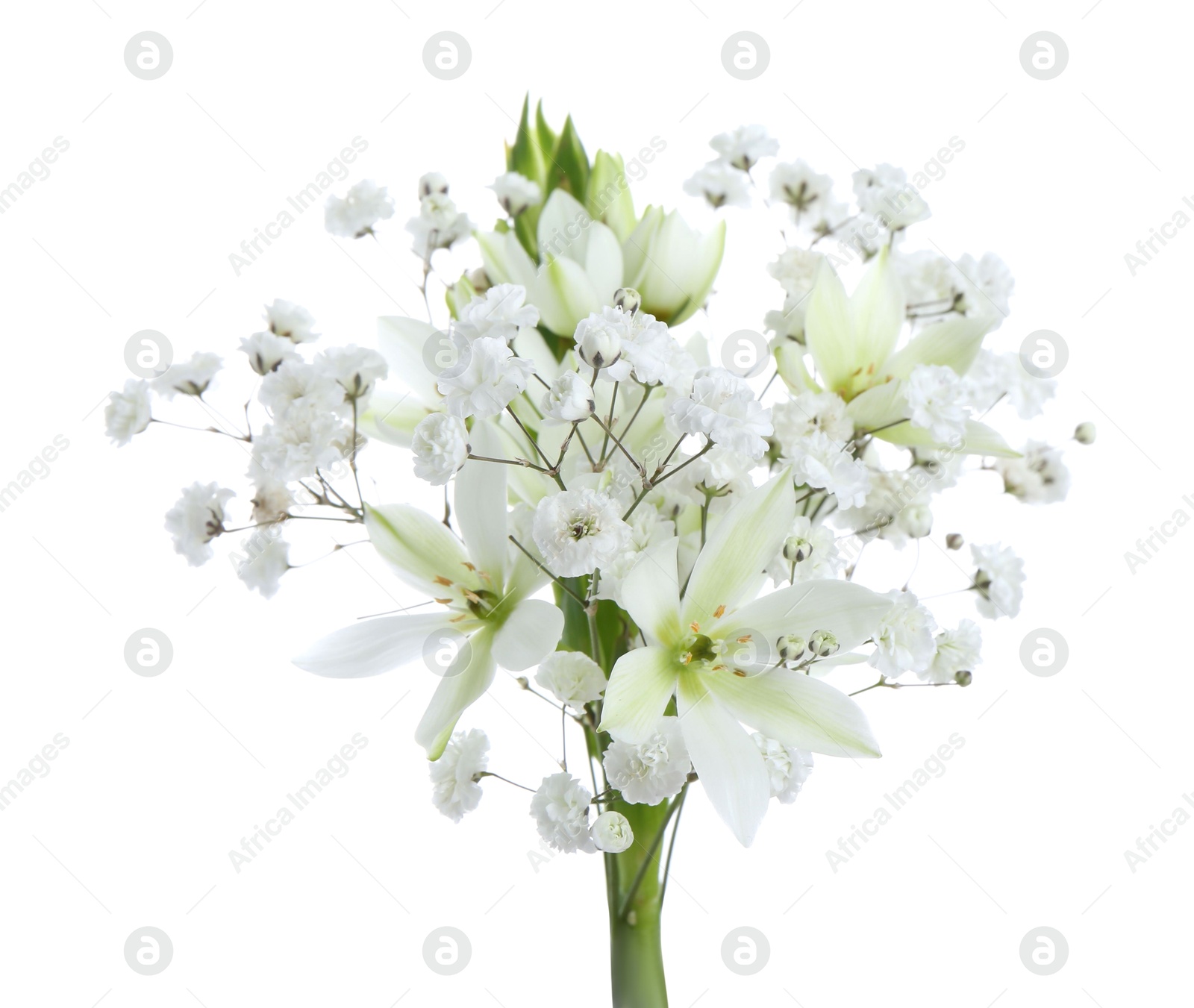 Bouquet with beautiful gypsophila and freesia on white background Photo of Bouquet with beautiful gypsophila and freesia on white background
