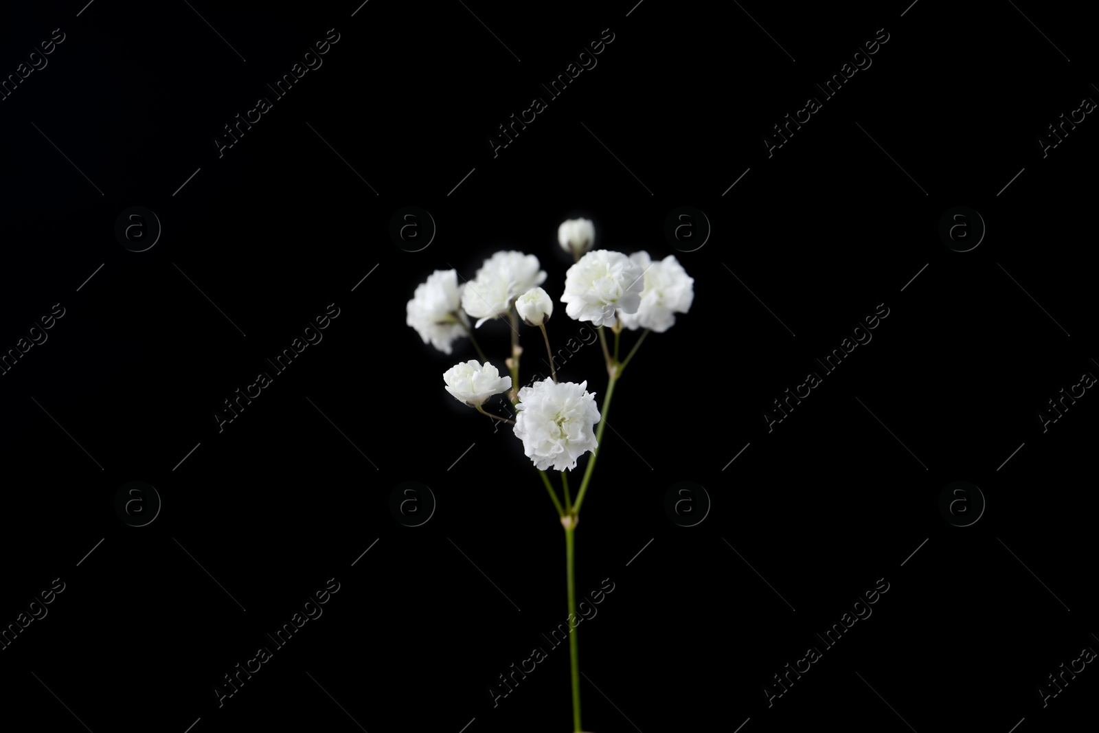 Beautiful delicate gypsophila flower on black background Photo of Beautiful delicate gypsophila flower on black background