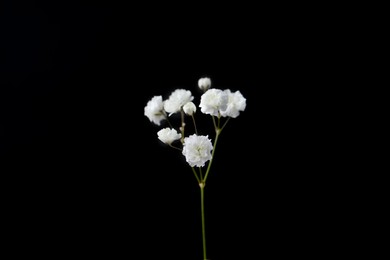 Photo of Beautiful delicate gypsophila flower on black background