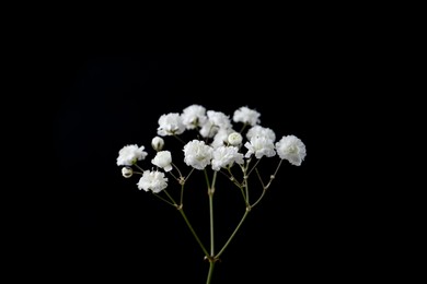 Photo of Beautiful delicate gypsophila flower on black background