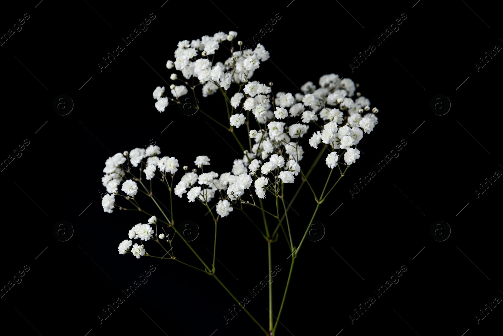 Beautiful delicate gypsophila flower on black background Photo of Beautiful delicate gypsophila flower on black background
