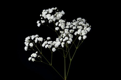Photo of Beautiful delicate gypsophila flower on black background