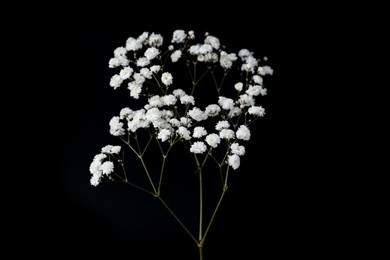 Photo of Beautiful delicate gypsophila flower on black background