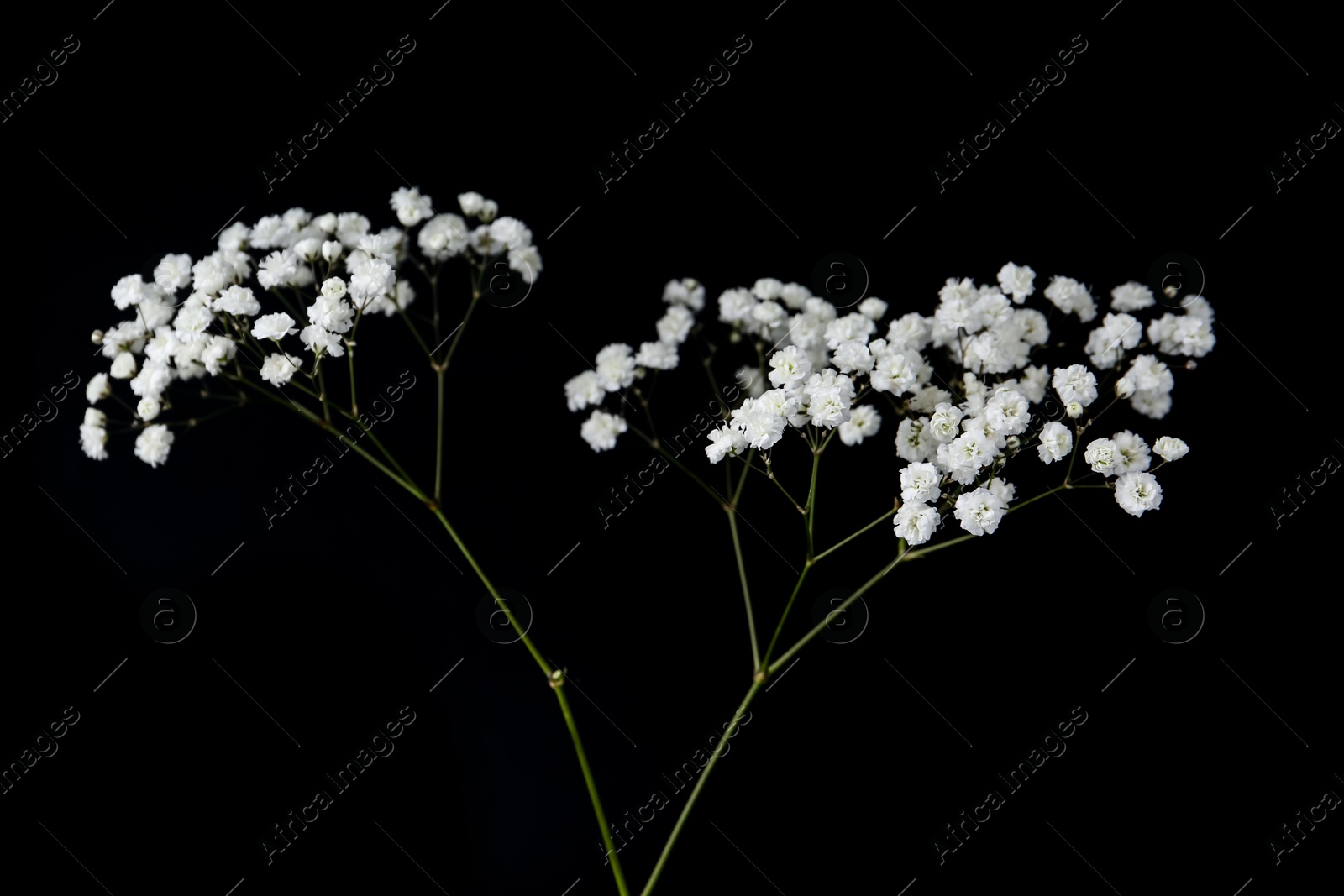 Beautiful delicate gypsophila flowers on black background Photo of Beautiful delicate gypsophila flowers on black background